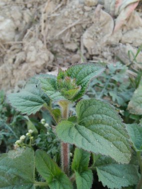 Gün doğarken çimenler üzerinde. Soyut bahar arkaplanı ya da taze çimenli yaz arkaplanı