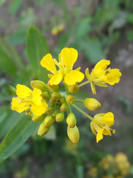 Bellissimi Fiori Che Sbocciano Mattino Sfondo Piccoli Fiori Natura Bella — Foto Stock