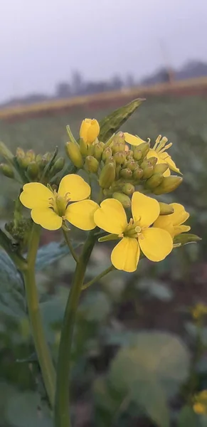 Beautiful Flowers Blooming Morning Background Little Flowers Nature Beautiful Toning — Stock fotografie