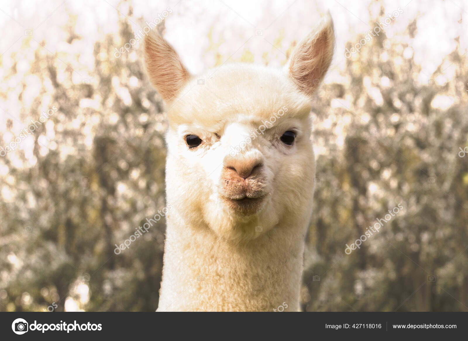 Suri Alpaca写真素材 ロイヤリティフリーsuri Alpaca画像 Depositphotos