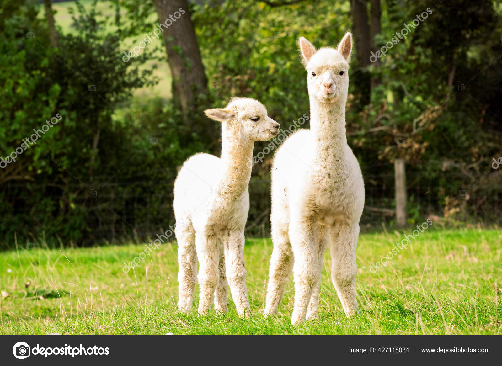 Suri Alpaca写真素材 ロイヤリティフリーsuri Alpaca画像 Depositphotos