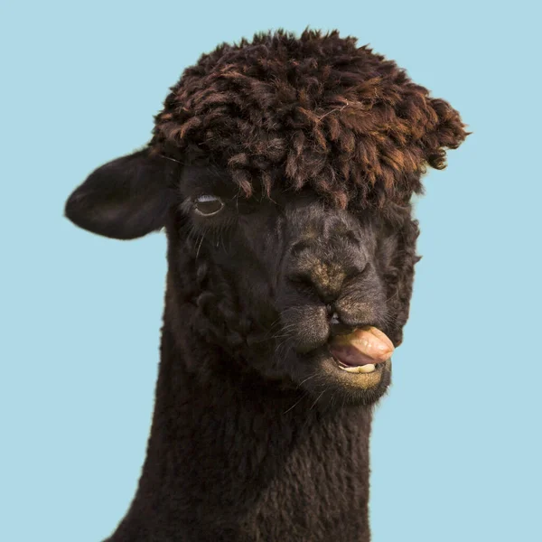 Black Funny Alpaca Llama Showing Tongue Isolated Blue Background — Stock Photo, Image