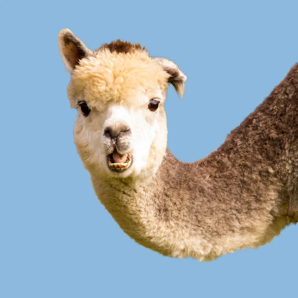 Mavi arka planda izole edilmiş komik alpaka lama
