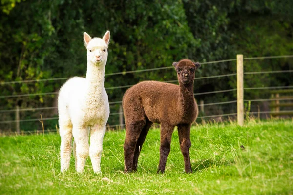 Two Alpaca Babies Farm Stock Picture