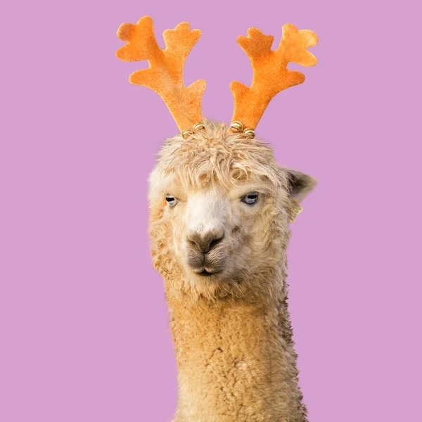 Забавная Рождественская Альпака Лама Оленьими Рогами — стоковое фото