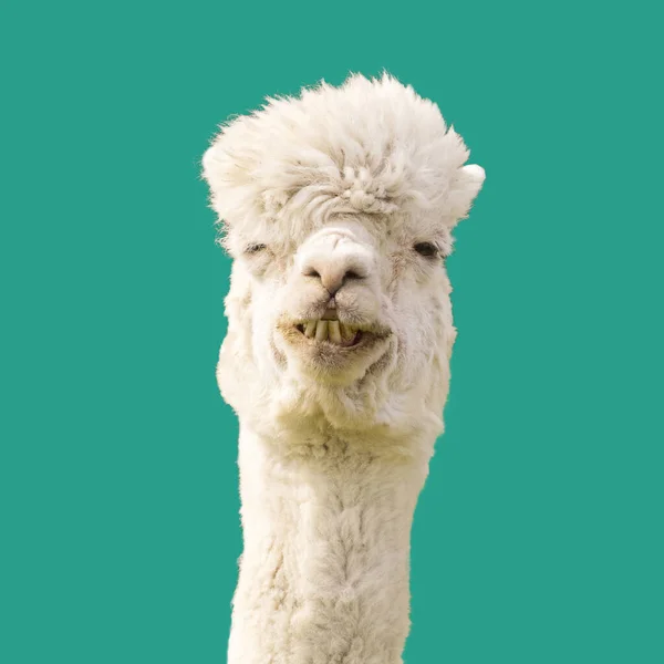 Funny Alpaca Llama Blue Background — Stock Photo, Image