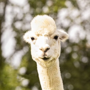 Bulanık arkaplanda komik alpaka lama