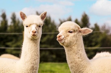 Two young alpacas on the farm. clipart