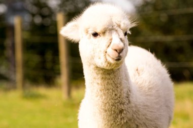 Çiftlikteki şirin beyaz alpaka