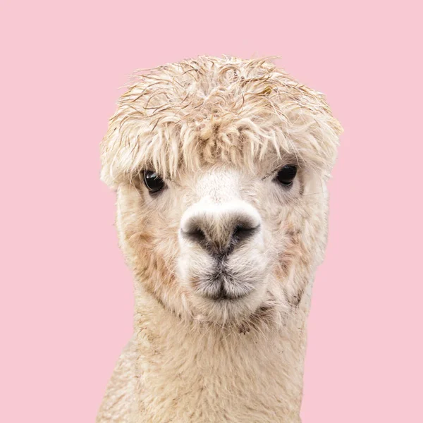 Komik alpaka lama pembe arka planda izole edilmiş.
