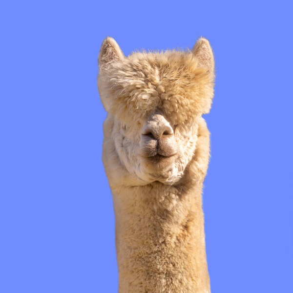 Funny white alpaca on blue background