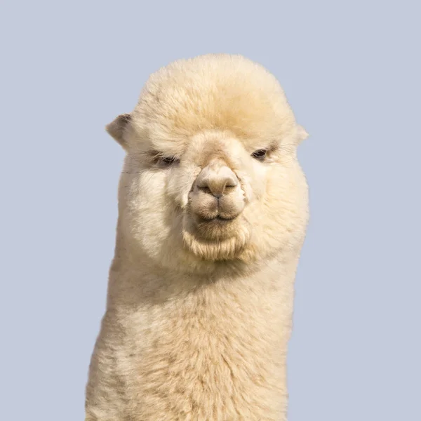 Grappige Witte Alpaca Blauwe Achtergrond — Stockfoto