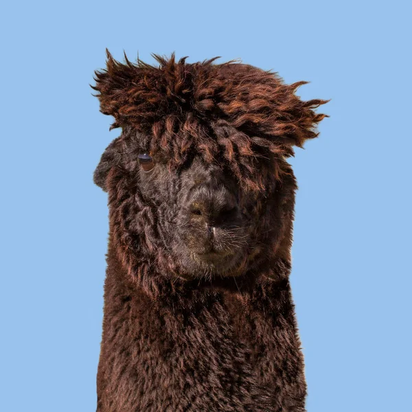 Engraçado Preto Alpaca Llama Azul Fundo — Fotografia de Stock