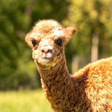 Çiftlikte kahverengi şirin alpaka lama bebek