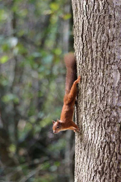 Curieux Écureuil Roux Descendant Tronc Arbre — Photo