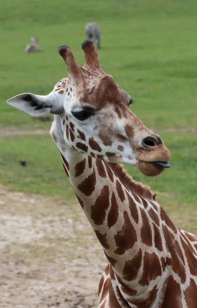 Zürafa Kafası Boynu Kapalı Dili Dışarı Çıkmış Arka Planda Zebra — Stok fotoğraf