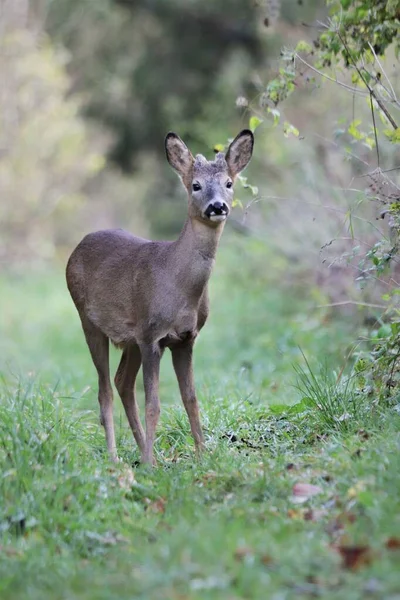 Young Wild Roe Deer Looking Camera Rural England — Stock Photo, Image