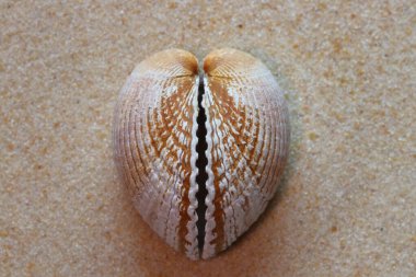 Kumda kalp şeklindeki kabuğu kapat.