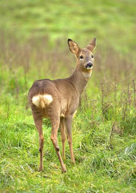 Vahşi bir İngiliz geyiği tarlada