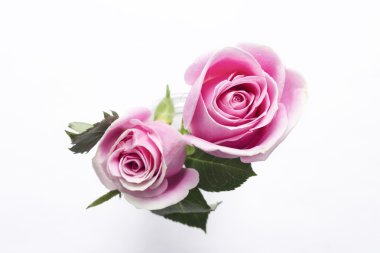 Pembe gül cam aranjman, üstten görünüm