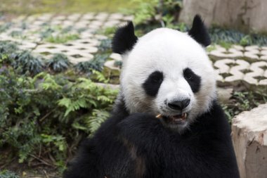 Panda sit ve bambu yemek