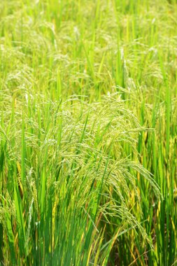 Pirinç çeltik alan bitkilerde