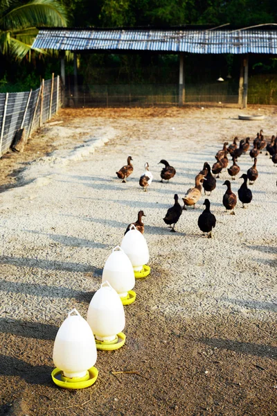 Cantina de água para patos em fazenda orgânica — Fotografia de Stock