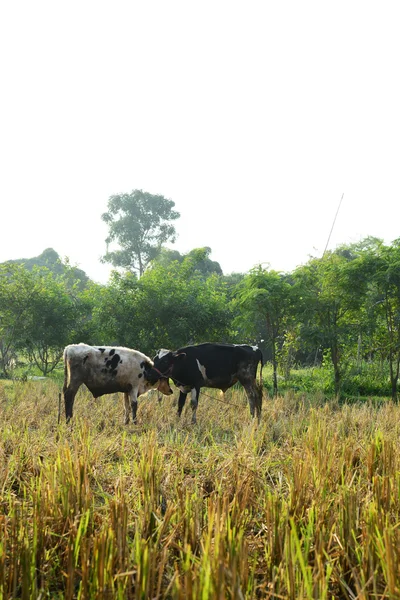 Vaca y buey en arrozal — Foto de Stock