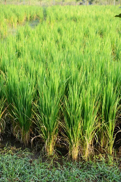 Anbau von Reispflanzen in Bio-Reisfeldern — Stockfoto