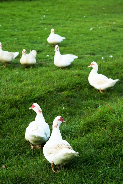 Patos vida na fazenda, patos no campo de grama — Fotografia de Stock