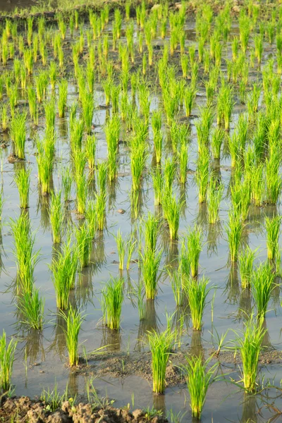 Planta de arroz en campo de arroz orgánico — Foto de Stock