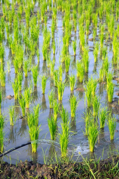 Planta de arroz en campo de arroz orgánico — Foto de Stock