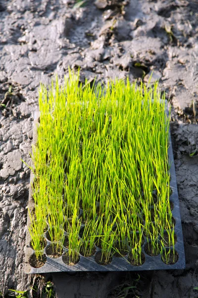 Rice plant saplings in a tray — Stock Photo, Image