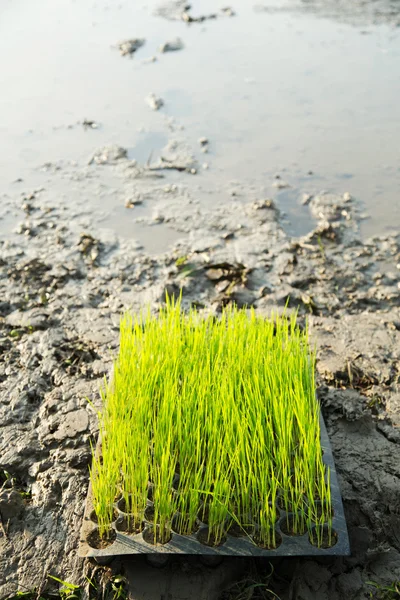 Rice plant saplings in a tray — Stock Photo, Image