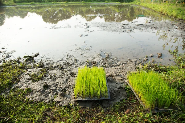 Planta de arroz en una bandeja — Foto de Stock
