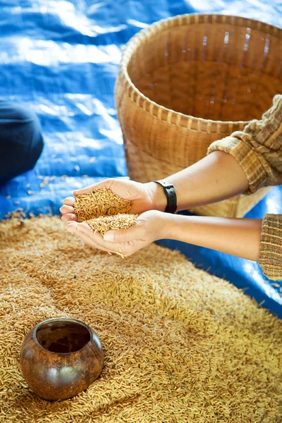 Manos sosteniendo el arroz — Foto de Stock