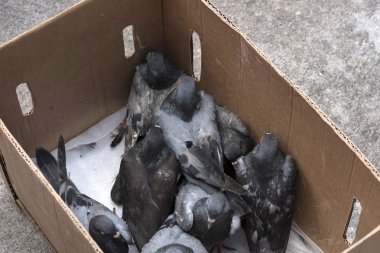 Güvercinler kutusunda, yüksek açılı görünüş