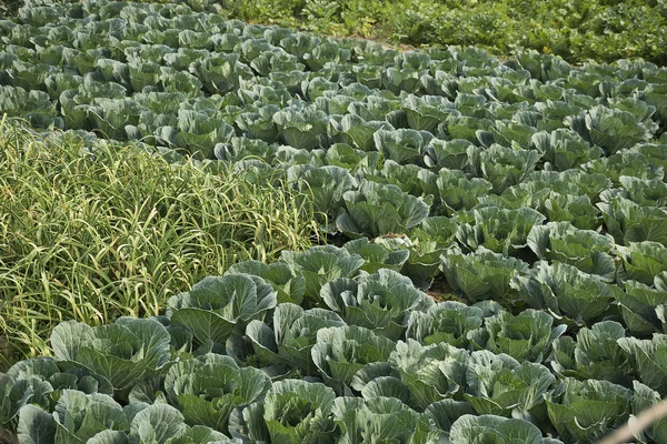 Vegetable farm background — Stock Photo, Image