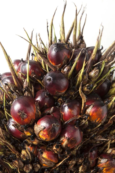 Manojo de palma aceitera sobre fondo, primer plano —  Fotos de Stock