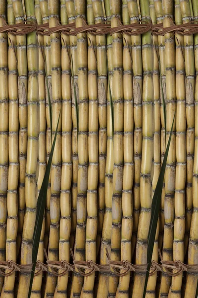 Latar belakang Sugar Cane — Stok Foto