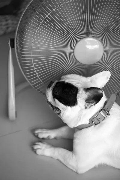 Hot dog, bull dog francês na frente do ventilador elétrico — Fotografia de Stock