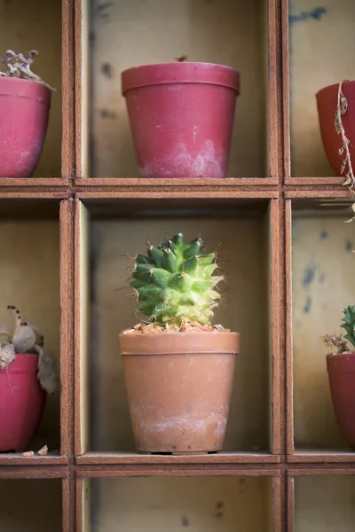 Succulent pot on wooden shelf — Stock Photo, Image