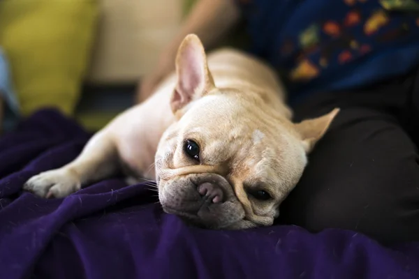 Buldogue francês deitado na cama e olhando — Fotografia de Stock