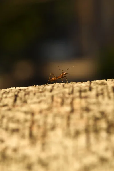 Semut pekerja kesepian di pohon — Stok Foto