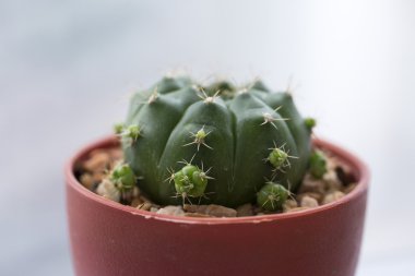 Dekorasyon için sulu tencere