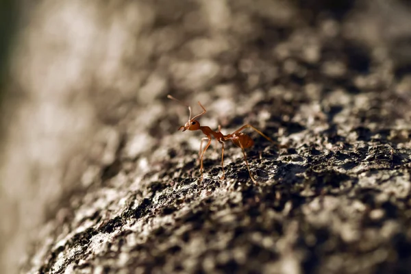 Worker ant on tree — Stock Photo, Image