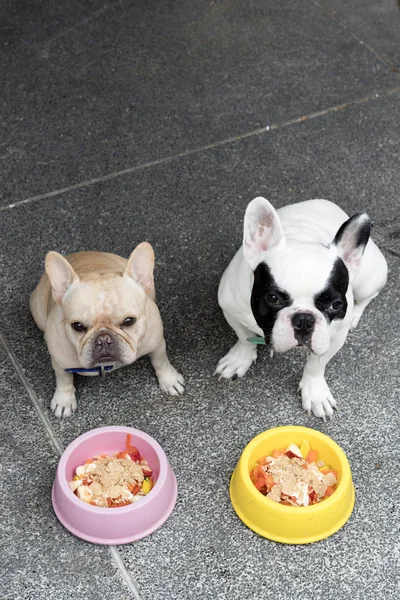 Dois bulldogs franceses bonitos à espera de refeição — Fotografia de Stock