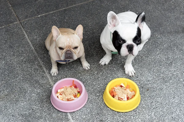 Dois bulldogs franceses bonitos à espera de refeição — Fotografia de Stock