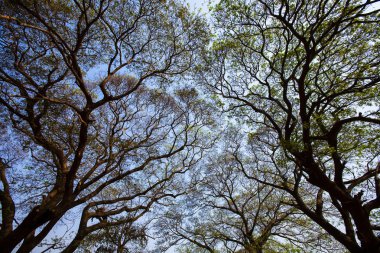 Ağaç dalları arka düşük açılı görünüş