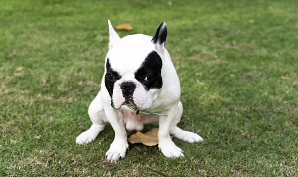 Buldogue francês cagando no campo de grama — Fotografia de Stock